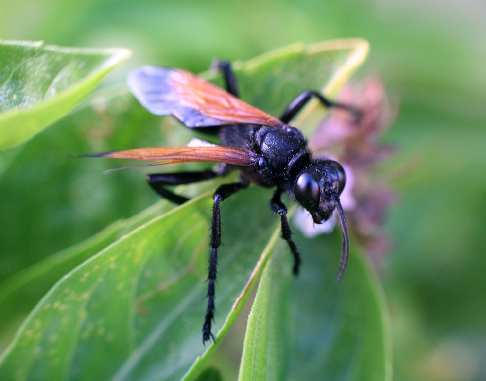Прионикс черногребенчатый