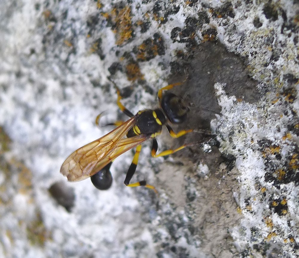 Sceliphron destillatorium