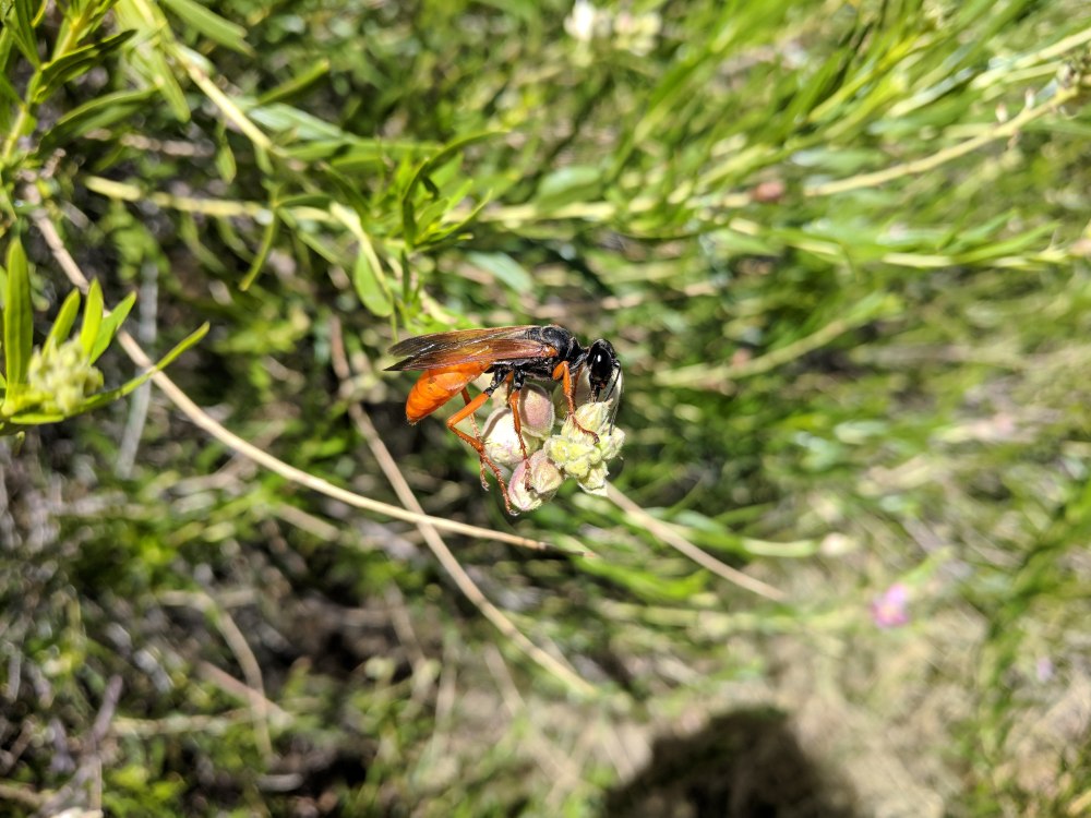 Оса сфекс Орхидея