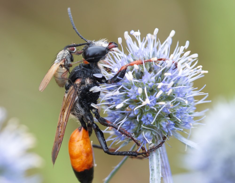 Sphex flavipennis сфекс желтокрылый