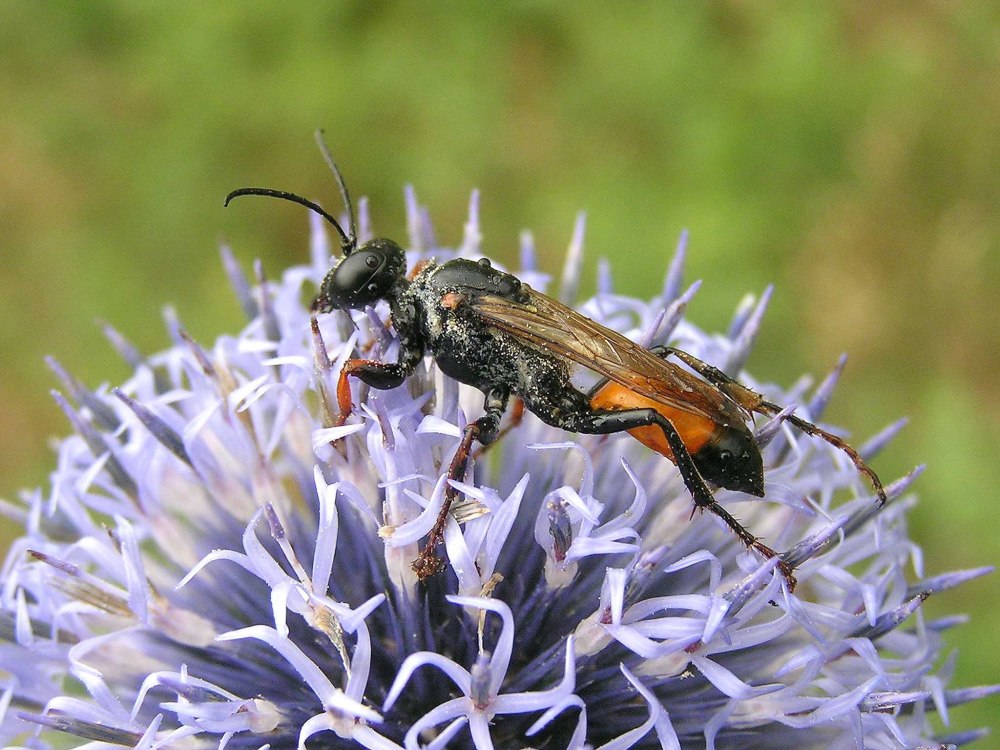 Сфекс зубастый личинка