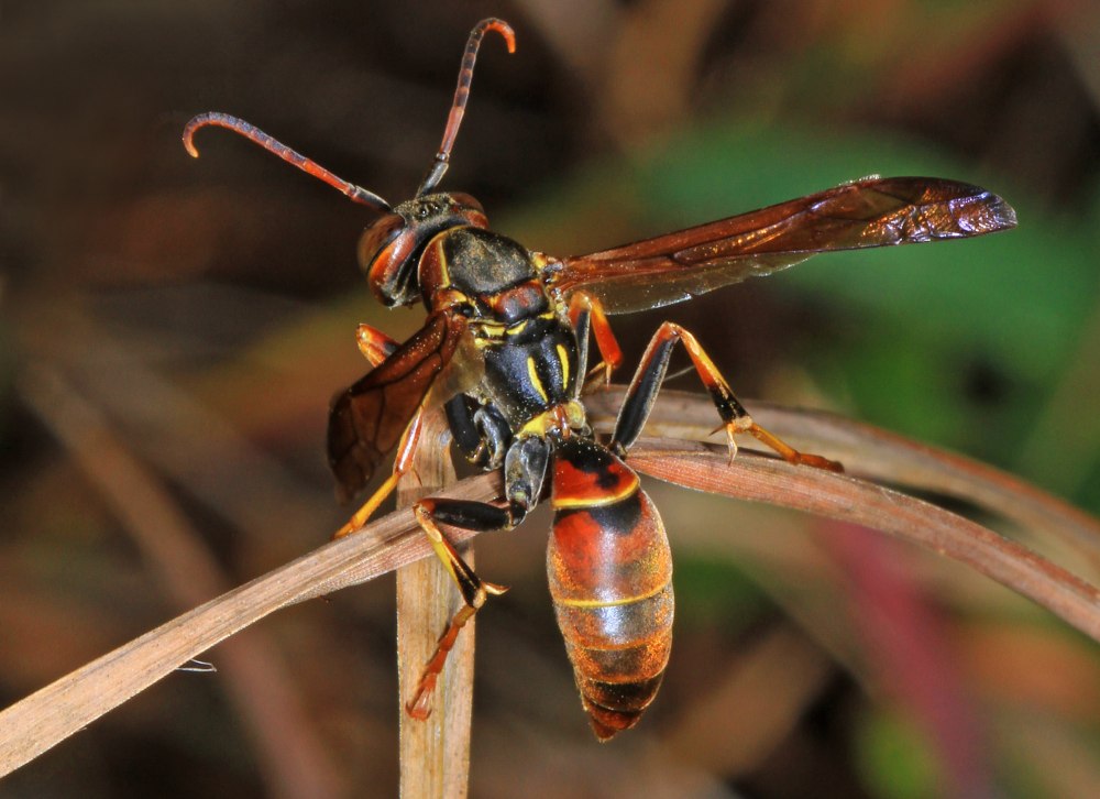 Paper Wasp