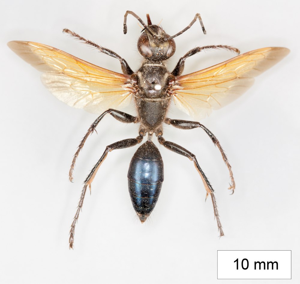 Земляная Оса сфекс