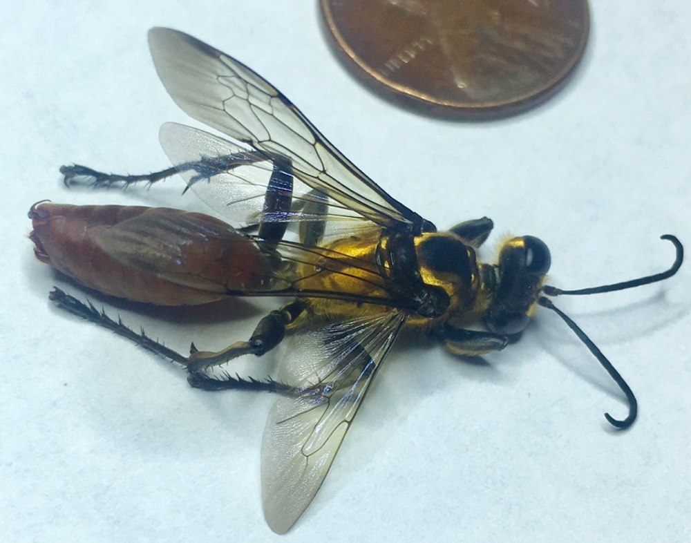 Sphex pennsylvanicus