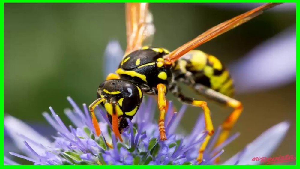 Оса немка на цветке фото