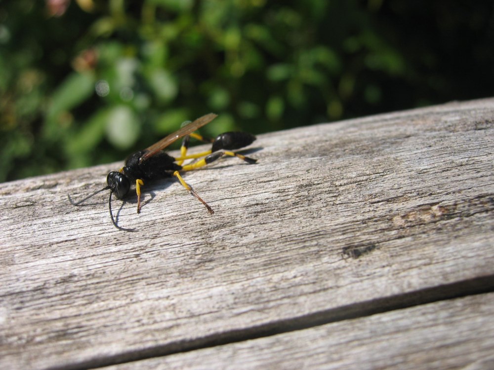 Сцелифрон пелопей укус