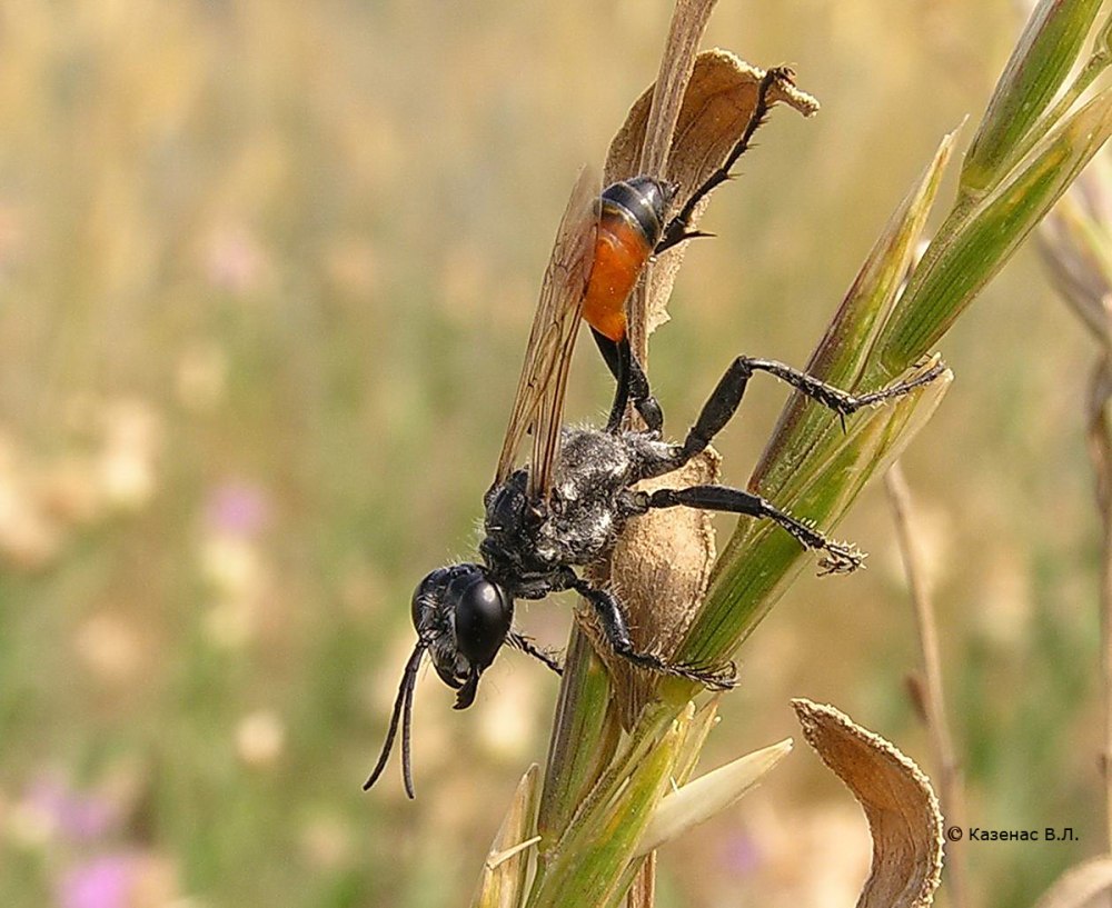 Земленые Оса в среднем Азии