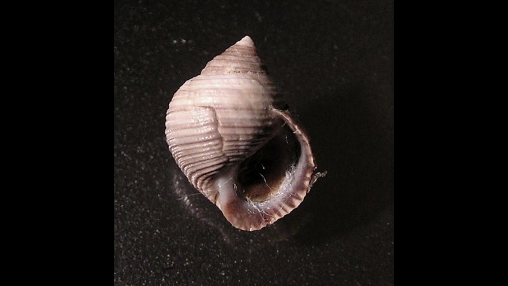 Моллюски белого моря