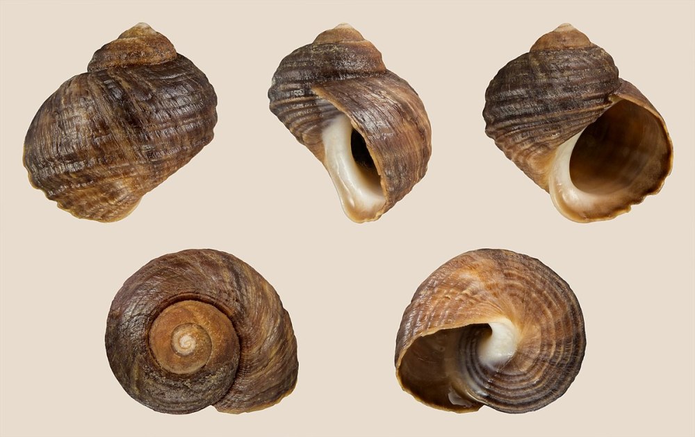 Улитка Littorina littorea