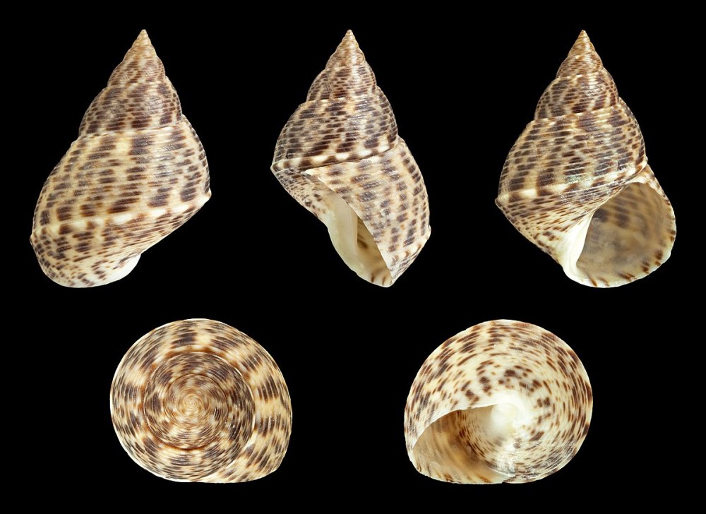 Литторины (род)