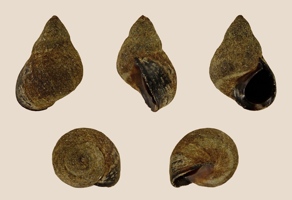 Melaraphe neritodes