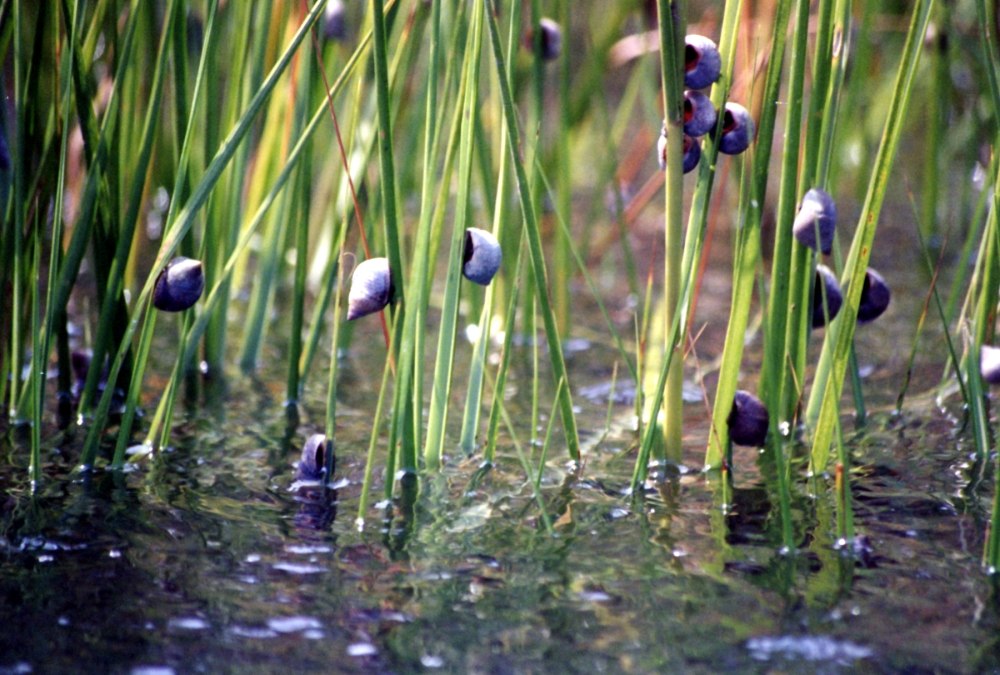 Улитка Littoraria irrorata.