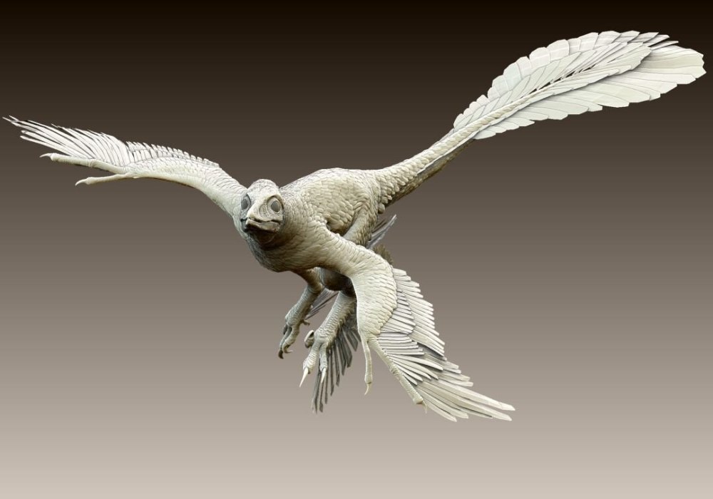 Microraptor zhaoianus