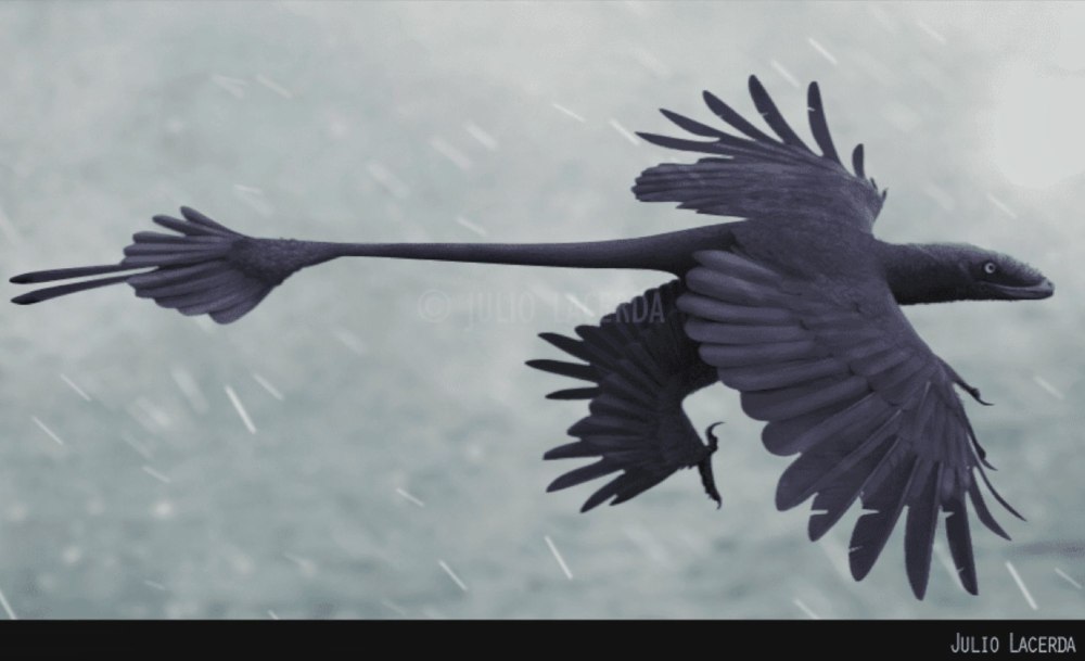 Microraptor zhaoianus