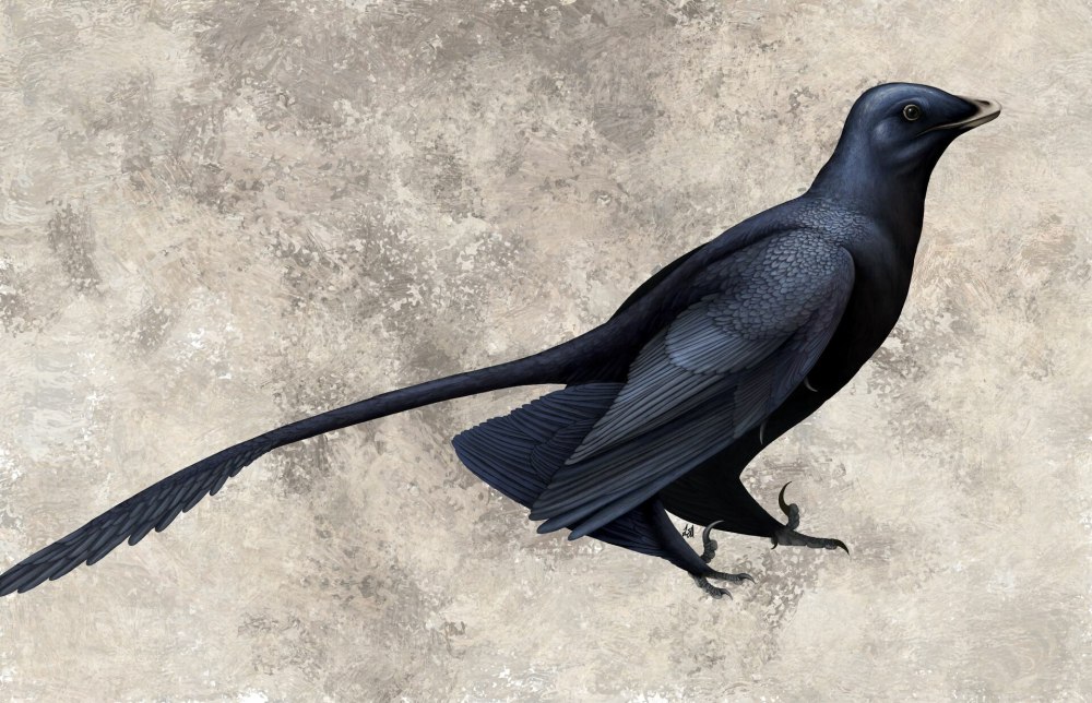 Four-Winged