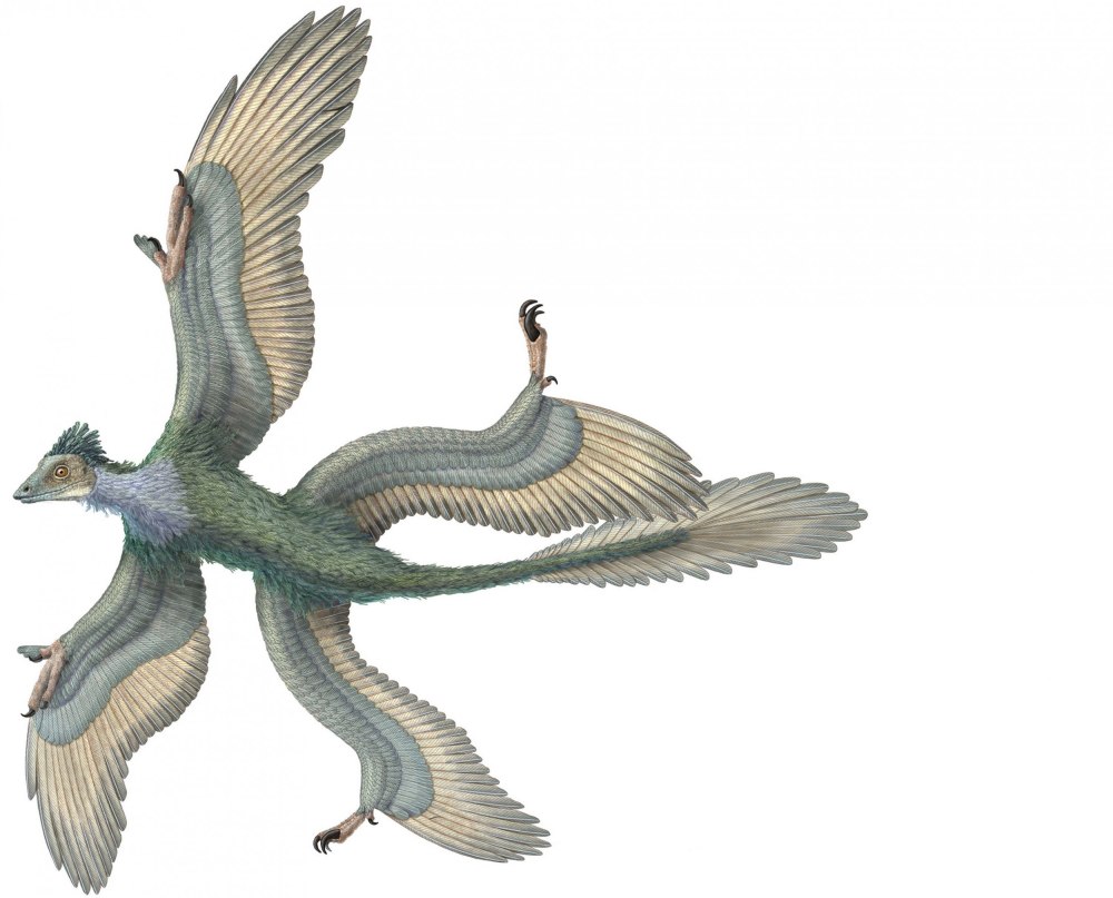 Microraptor zhaoianus