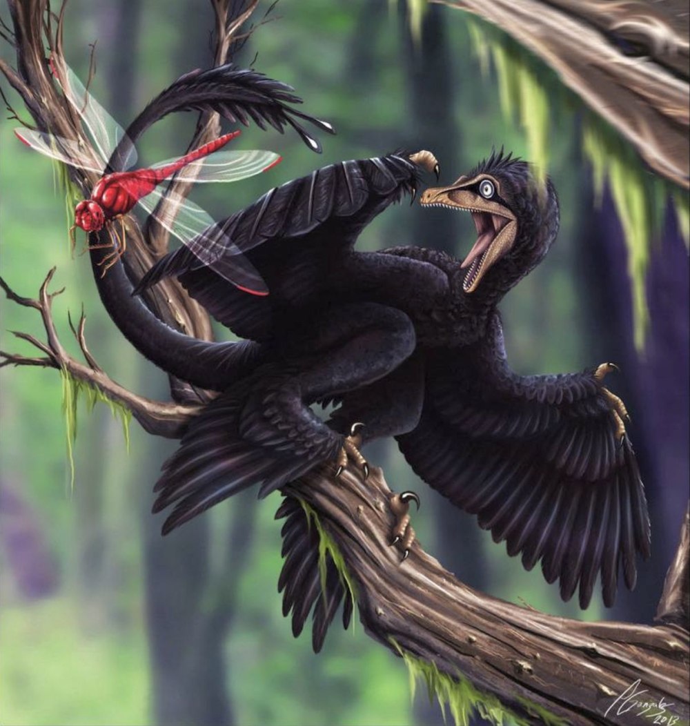 Microraptor zhaoianus