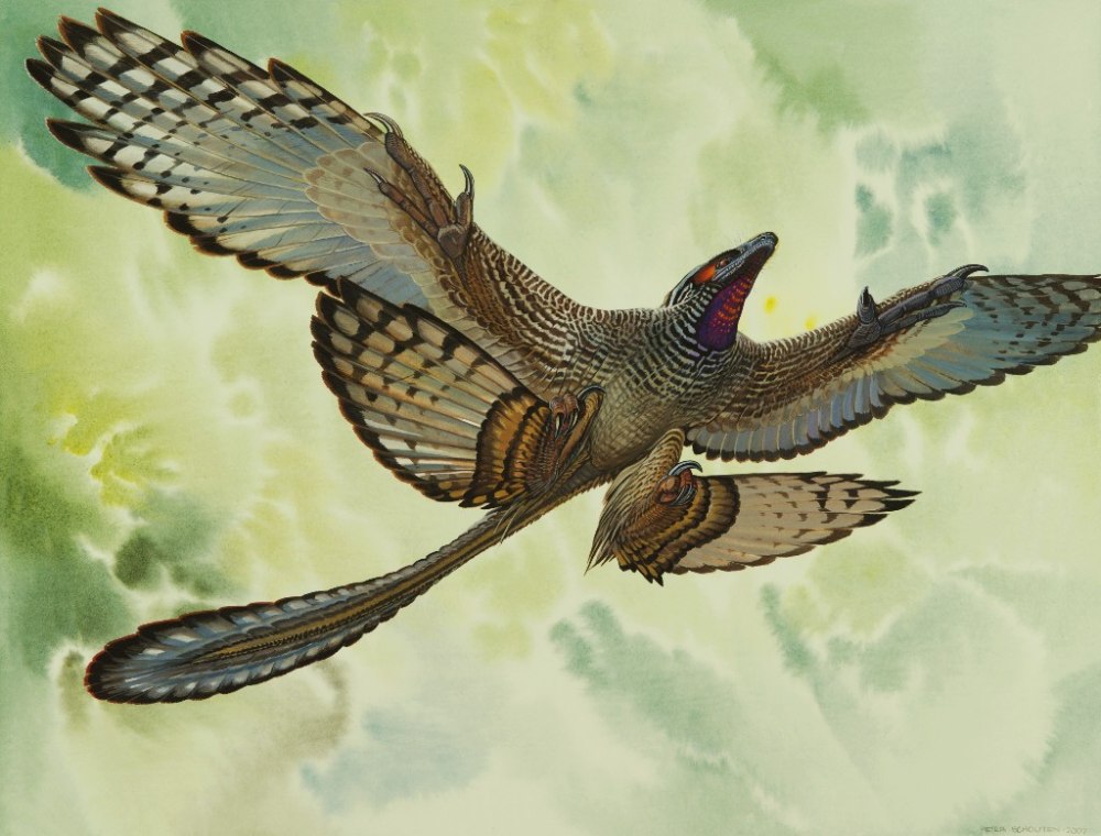 Microraptor zhaoianus