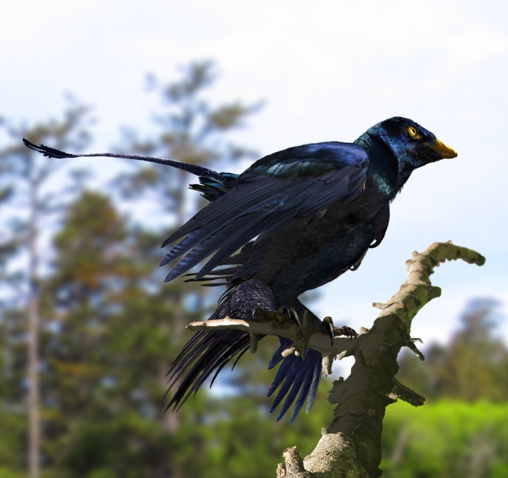 Microraptor zhaoianus