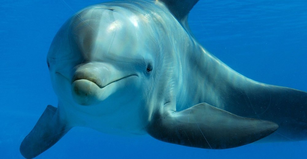 Длинномордый Дельфин