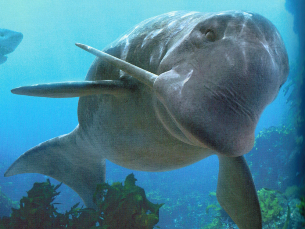 Одобеноцетопс прогулки с чудовищами