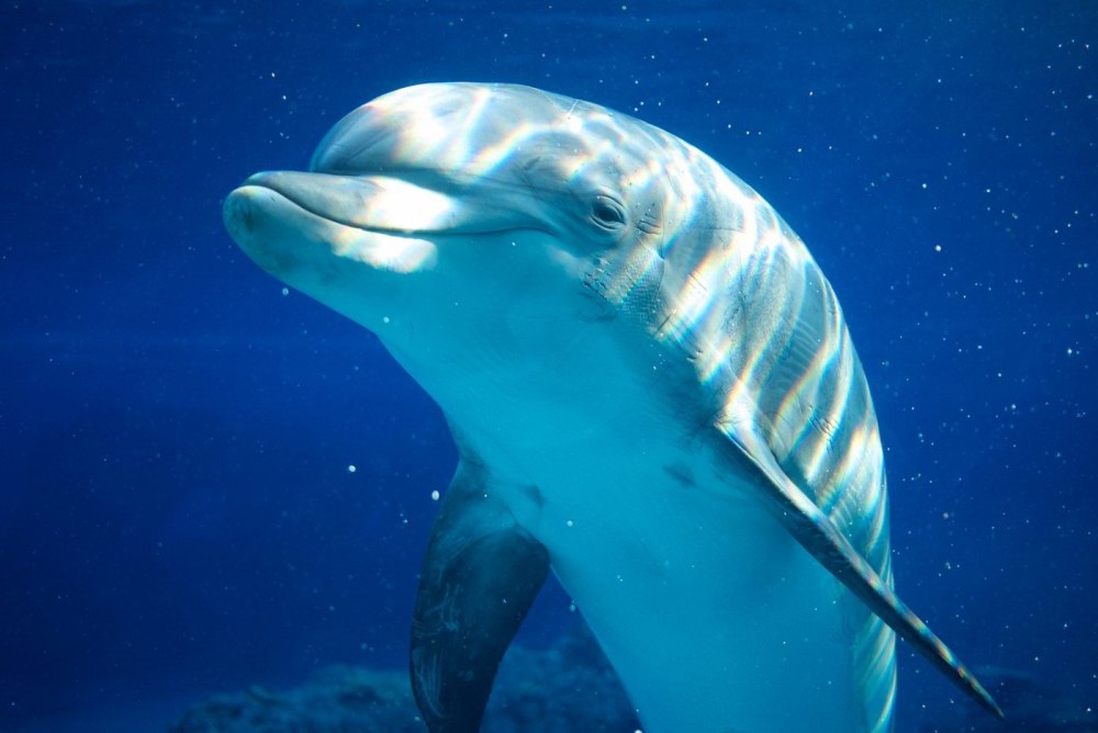 Дельфины экология