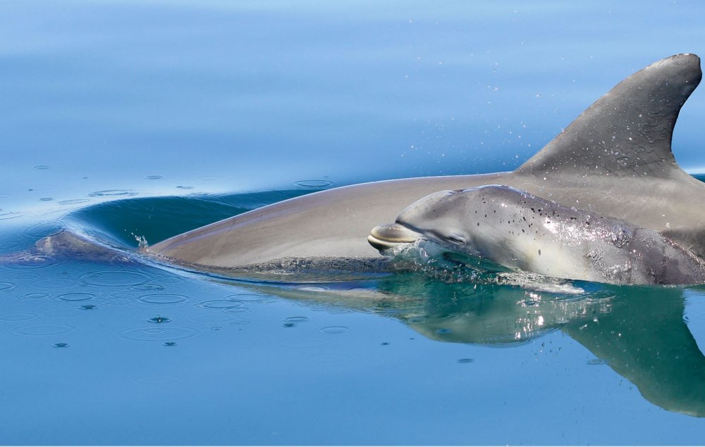 Австралийский Дельфин