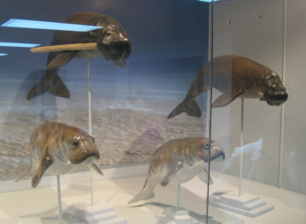 Одобеноцетопс липтодон