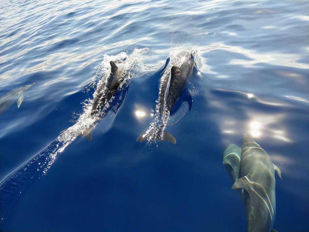 Дельфин Баренцева моря