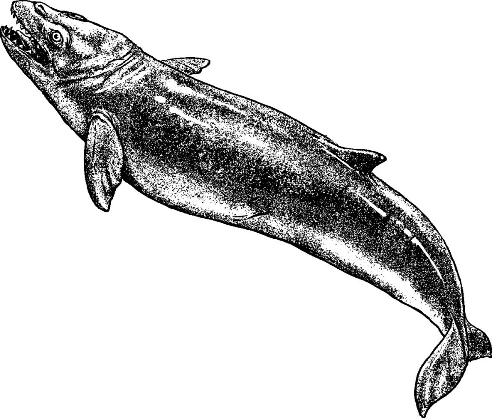 Одобеноцетопс нептодон