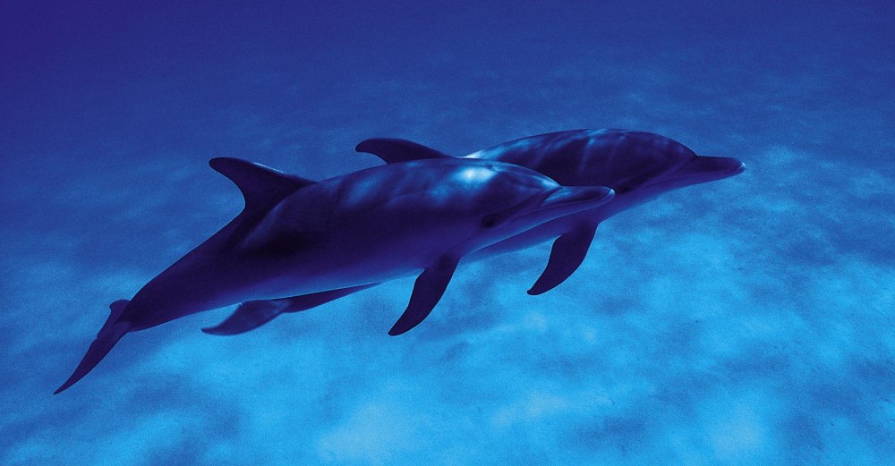 Формы хвоста дельфинов