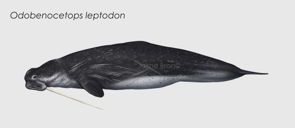 Одобеноцетопс фото