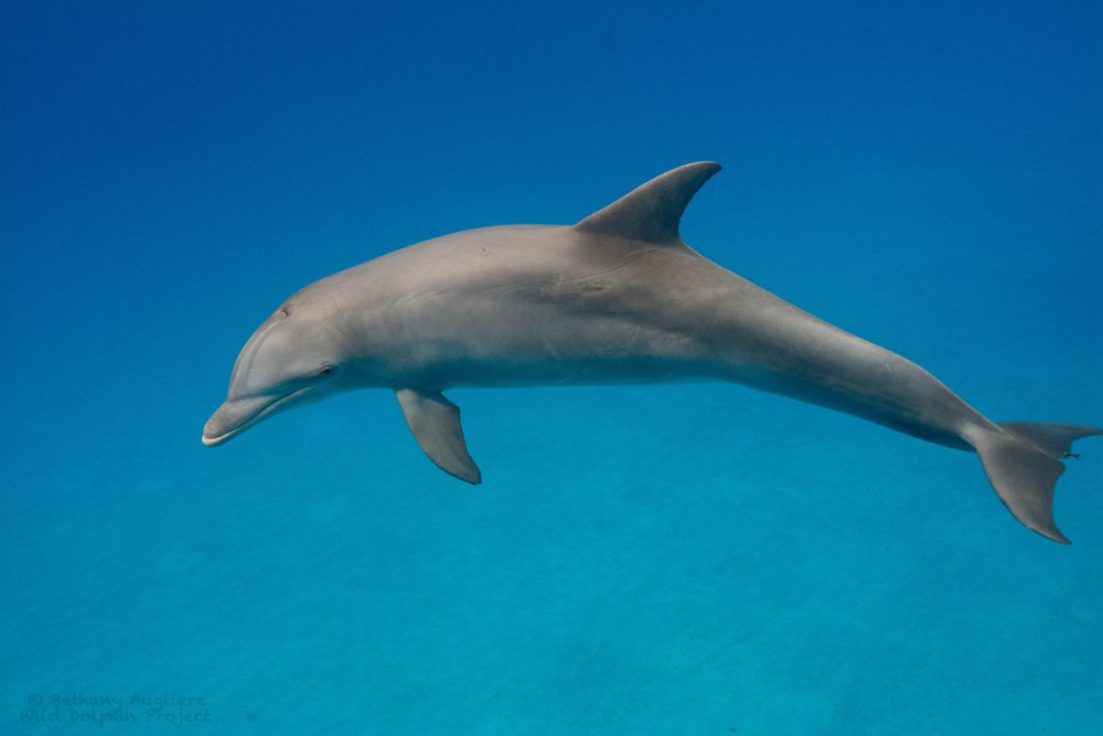 Плавник дельфина