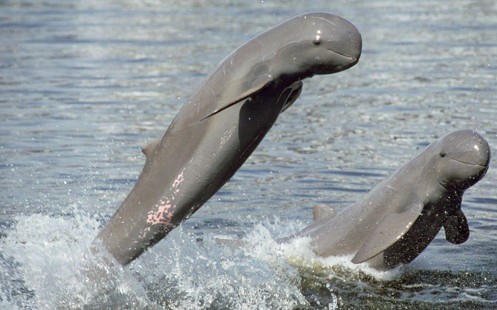 Южный китовидный Дельфин