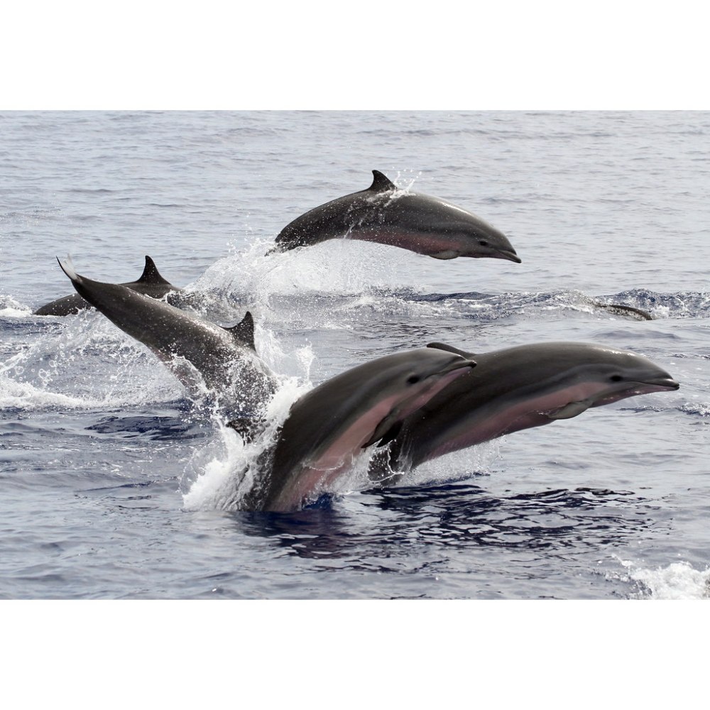 Малайзийский Дельфин