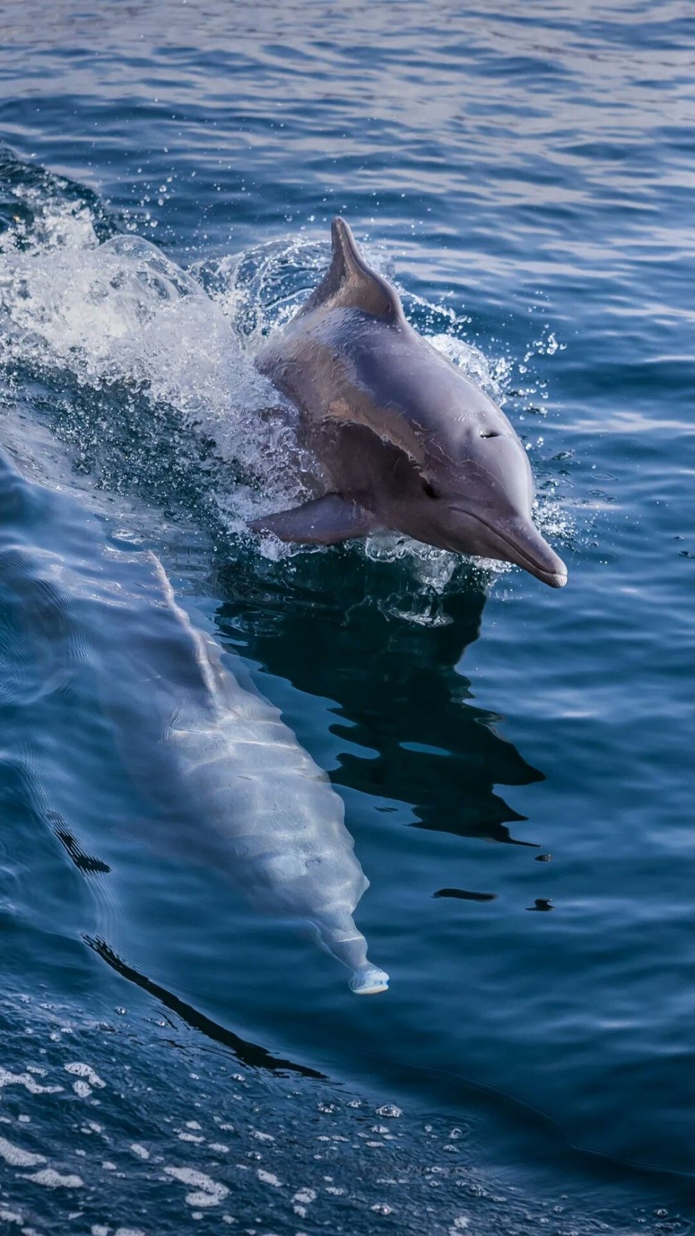 Норвежские рыбы Дельфин