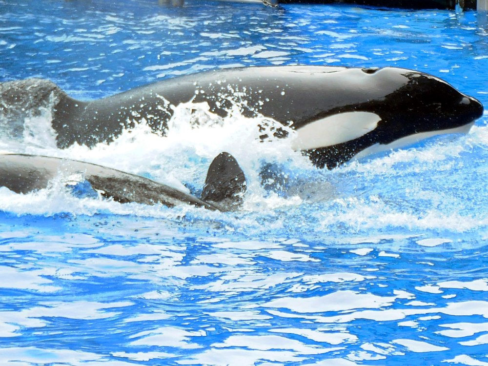 Касатки в Санкт-Петербурге дельфинарий