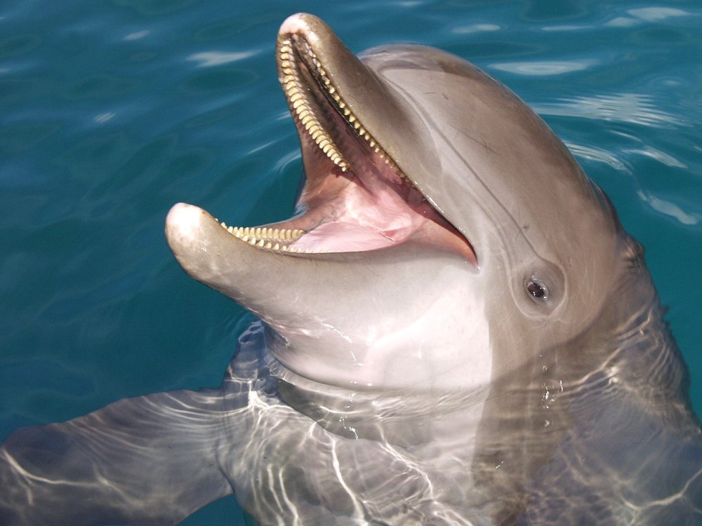 Зубы Черноморской афалины