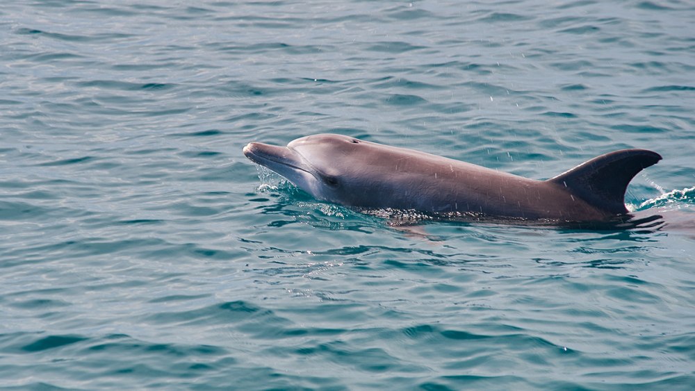 Каспийское море дельфины