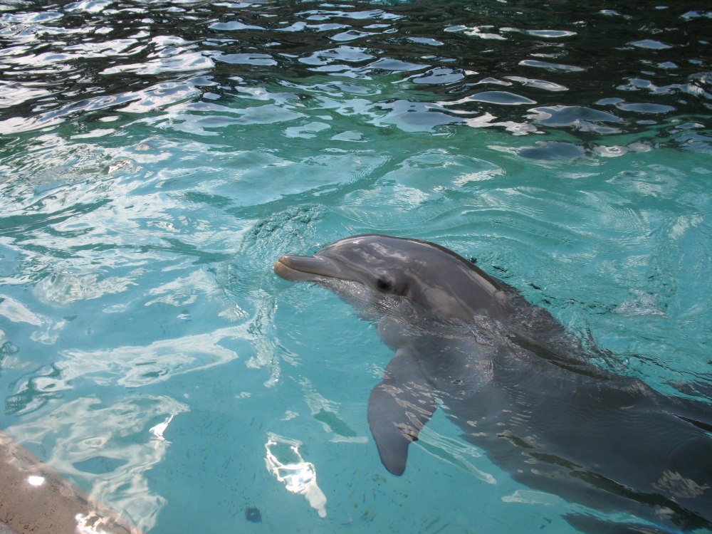 Бухта дельфинов Ямайка