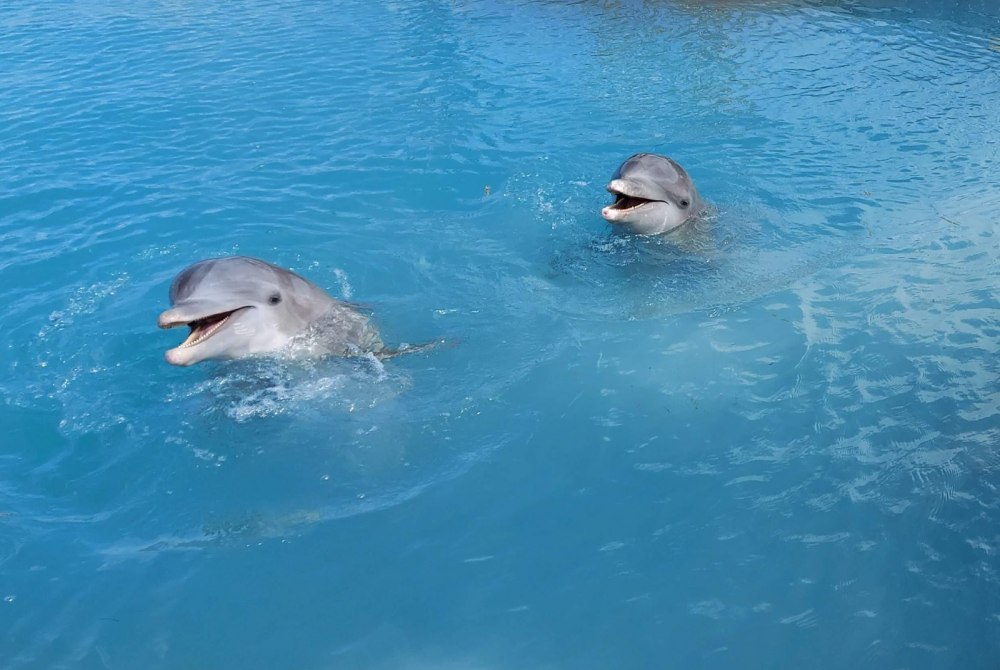 Акулы на Кайо Коко