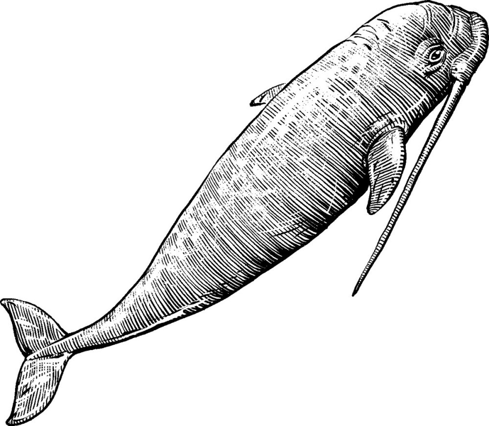 Китообразного Odobenocetops