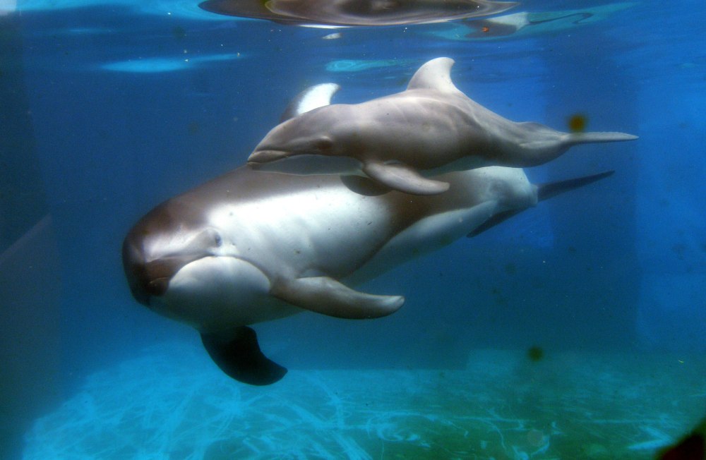 Дельфины у восточного побережья США