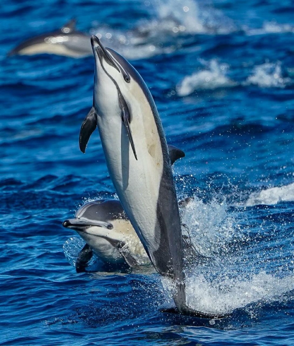 Пёстрые дельфины