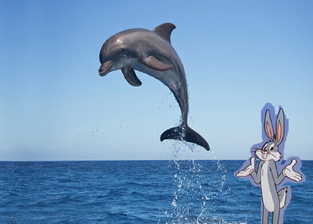 Дельфин прыгает в море