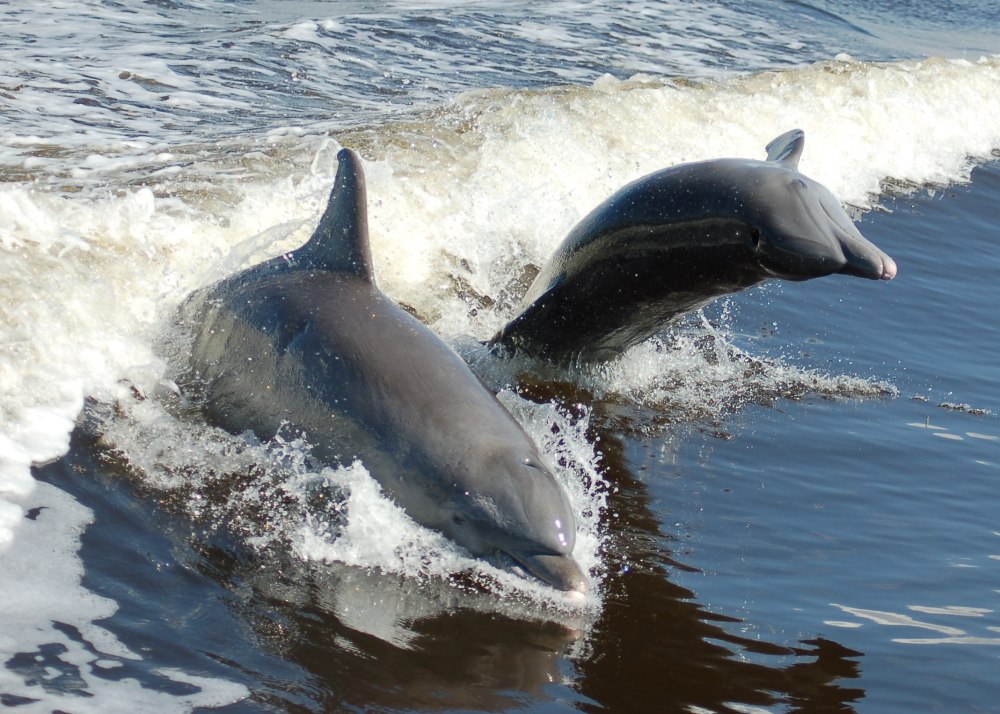 Бутылконосые дельфины и обычные
