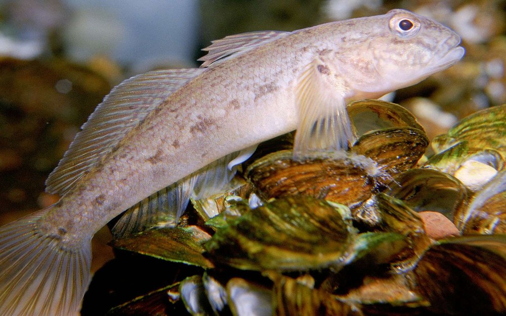 Бычок-кругляк (Neogobius melanostomus)