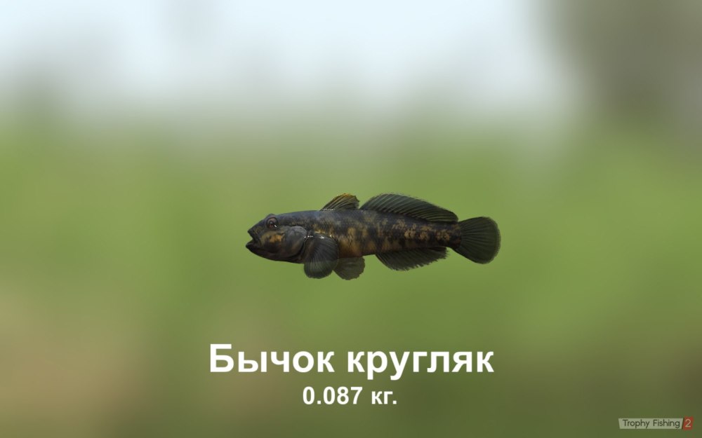 Бычок кругляк чёрный