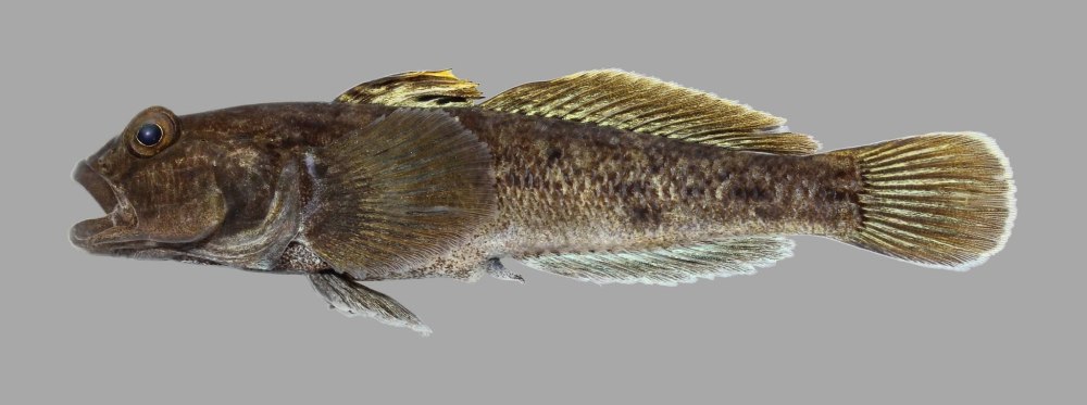 Бычок-кругляк (Neogobius melanostomus)