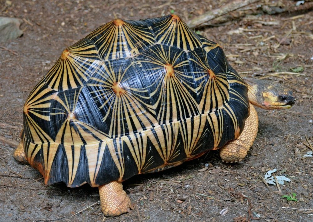 Южноафриканские звездчатые черепахи